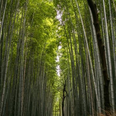 一入仙途最新破解版下载
